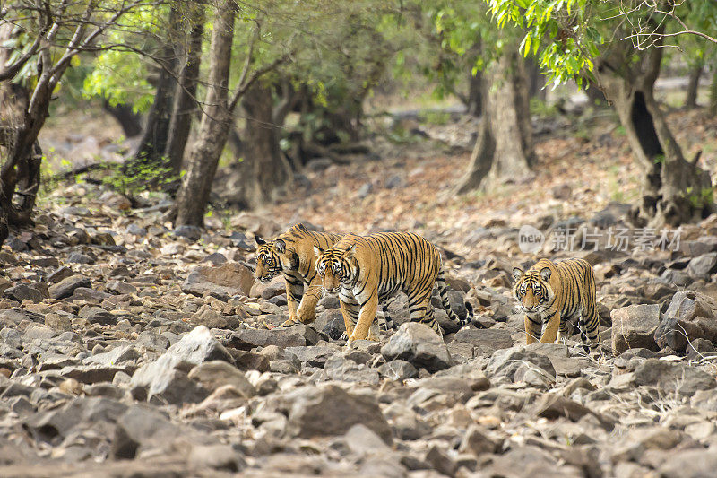 ranthambore国家公园里的孟加拉虎(Panthera tigris tigris)